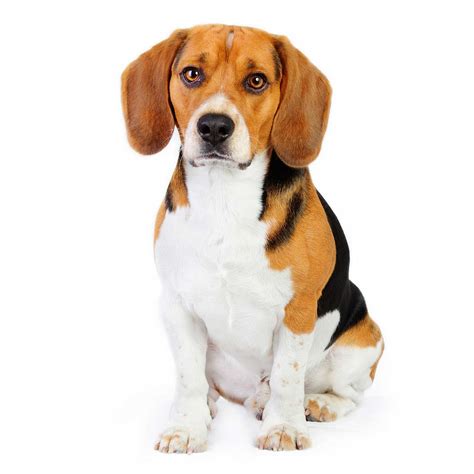 Beagle Dog Breed » Information, Pictures, & More