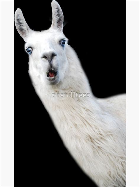 "Funny Llama" Poster by phandiltees | Redbubble