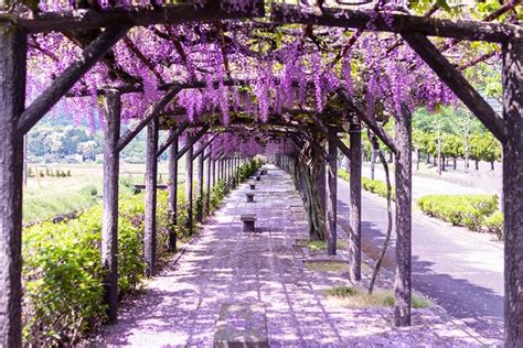 Which Trellis Is Best For Wisteria? (Growing Guide & Ideas)