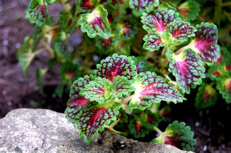 Coleus Plants: Care & Growing Guide