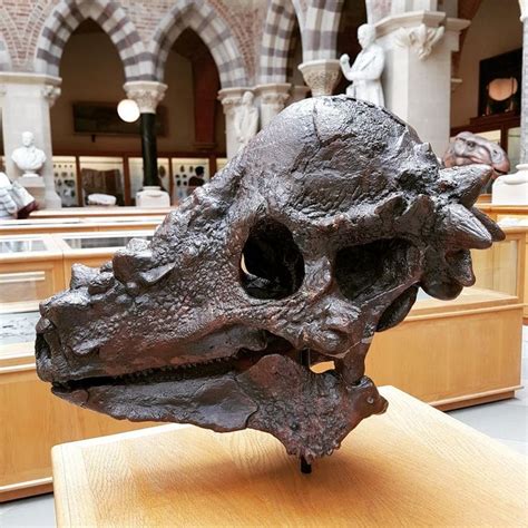 Beautiful Pachycephalosaurus skull at Oxford University Museum of Natural History : Dinosaurs ...