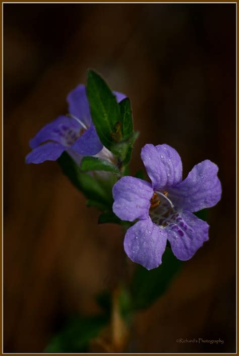 Twin Flower Dyschoriste oblongifolia -- Oblong-leaf Snakeh… | Flickr