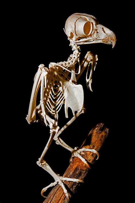 Great Horned Owl Skeleton Photograph by Millard H. Sharp - Pixels