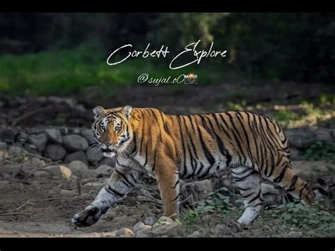 Jim Corbett Safari (Ramnagar) - All You Need to Know BEFORE You Go