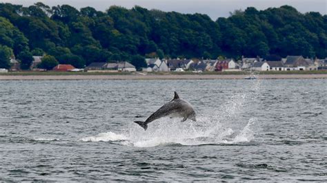 Bottlenose Dolphins at Chanonry Point – Wild Scot