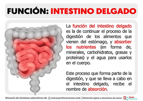 Función del Intestino Delgado