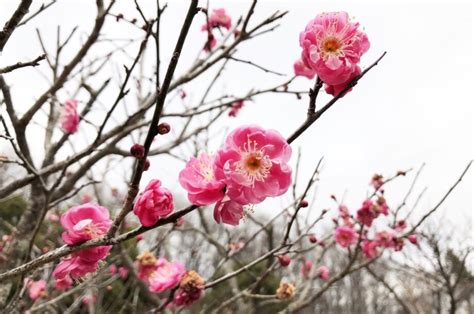 梅の見ごろは2月下旬から 梅林に植えられた約250本の梅の花＠本町田：薬師池公園 – 神奈川・東京多摩のご近所情報 – レアリア