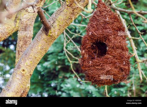 Bird nest house shelter hanging off a branch of a tree Stock Photo - Alamy