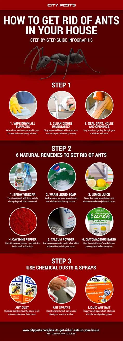 How to get rid of ants in your house and kitchen | Ants Infographic