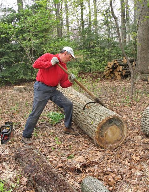 Man Rolling Log With Peavey Stock Photo - Image of forestry, trunk: 12878288