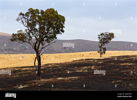 Lexton Australia / Aftermath of bushfires in Lexton Victoria Australia ...