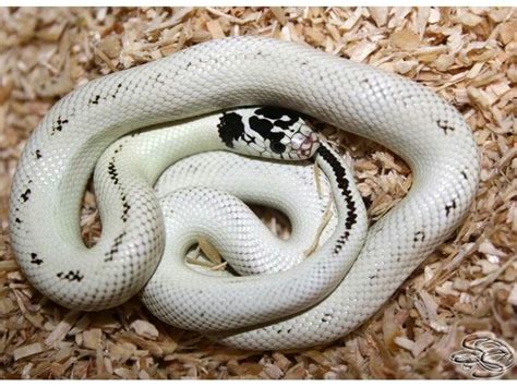 White California King Snake | Snake | Pinterest