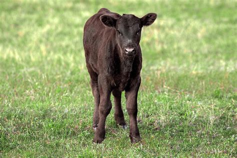 Black Angus Calf Photograph by Todd Klassy - Fine Art America