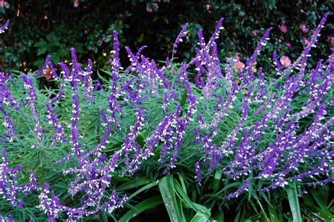 Pin on Colorful Perennials