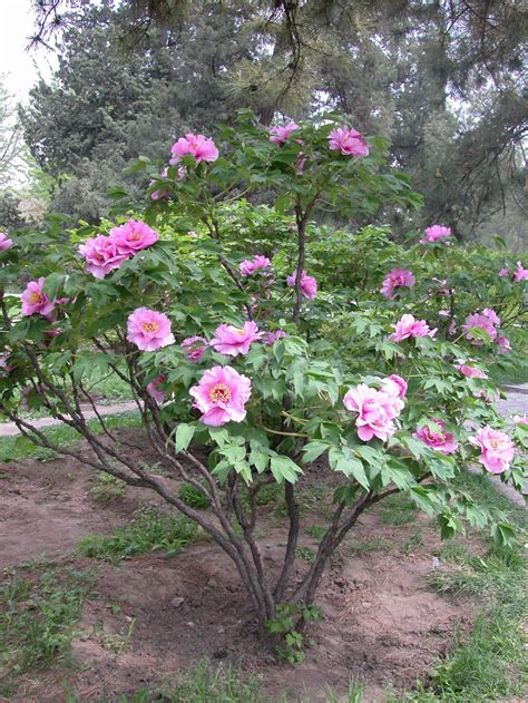 Peony Growth Habits: a peony for every place | Peonies garden, Trees to ...