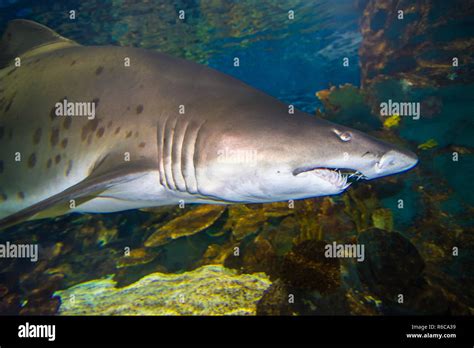 Exotic fishes and sharks in aquarium in istanbul - Turkuazoo Stock ...