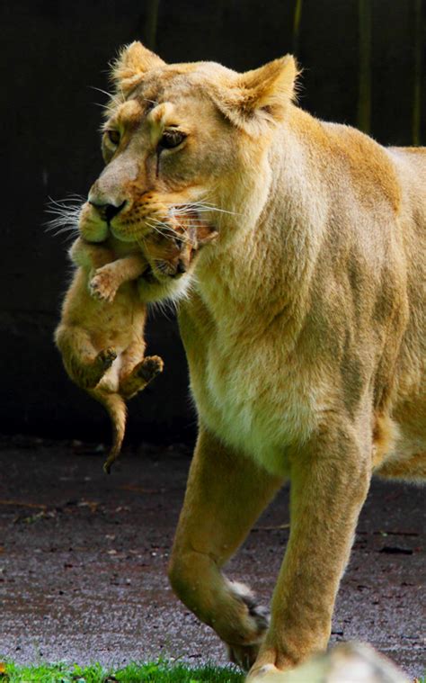 Rare Debut of Asiatic Lion Cubs - ZooBorns