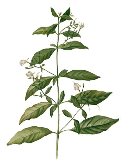 Tagak-tagak, Rhinacanthus nasutus, DAINTY SPURS, Bai he ling zhi : Philippine Medicinal Herbs ...