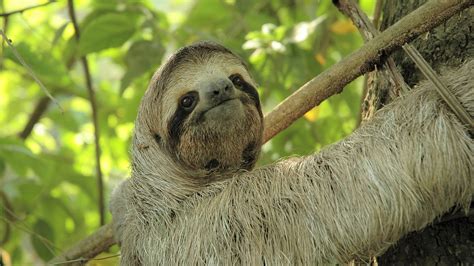 HD Sloth Wallpaper (73+ images)