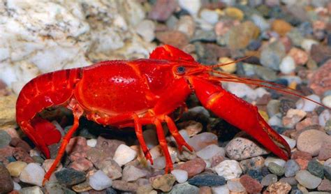 Red Swamp Crayfish: The Ultimate Info and Care Guide 2021