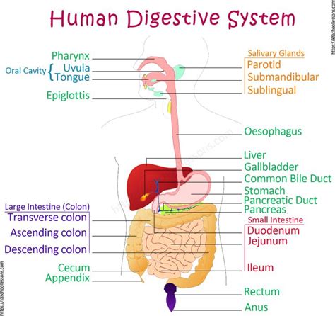 Digestive System | Human Digestive System | Human Body Facts | Human ...