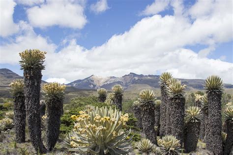 Los Nevados National Park - Reef and Rainforest Tours