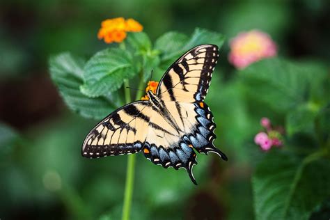 Papillons - Signification et symbolique : Découvrez-les ici!