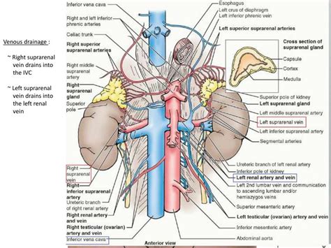 PPT - Anatomy of Suprarenal Glands PowerPoint Presentation, free ...