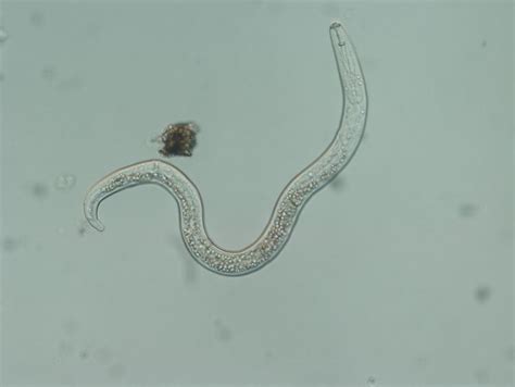 Plant-parasitic and beneficial nematode distribution in Michigan ...