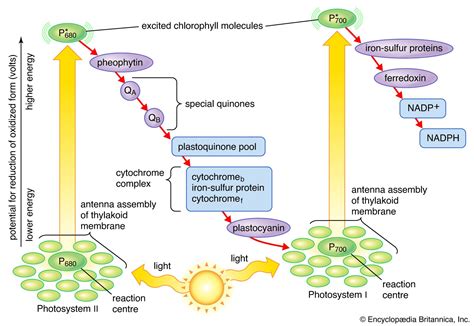 The Steps Of The Light Reactions Explained