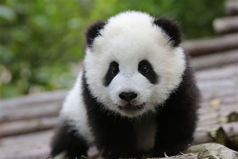 Cute Baby Panda Playing - wallpaper. | Panda bear, Baby panda pictures, Baby panda bears