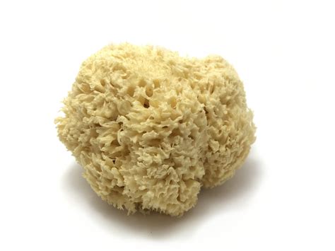 Natural Sea Sponge - Unpackaged Eco