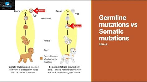 Germline Mutations vs Somatic Mutations