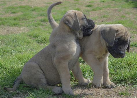 Playful English mastiff puppies Photograph by Jennifer Wallace - Fine ...