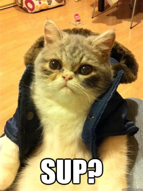 Sup? - Bro cat - quickmeme