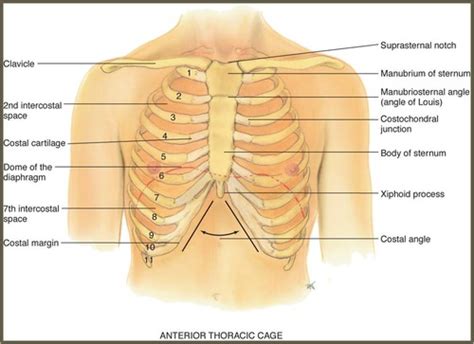 Assessment 18 - Thorax and Lungs - Landmarks Flashcards | Quizlet