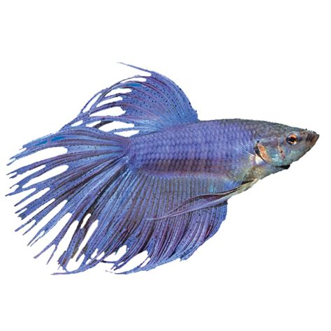 Crowntail Male Betta Fish