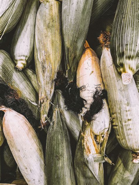 Yellow corn field during daytime photo – Free Bangalore Image on Unsplash