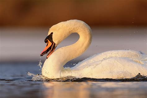 Mute Swan Splashing Water With Beak To Wash Itself In Lake, Uk Photograph by Oscar Dewhurst ...