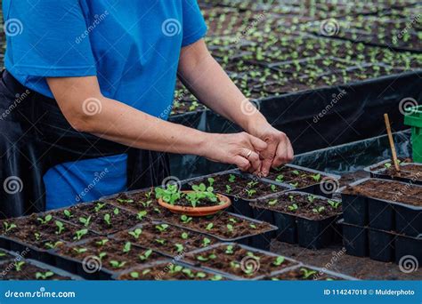 Planting Seedlings into Pots Stock Photo - Image of green, beginnings ...