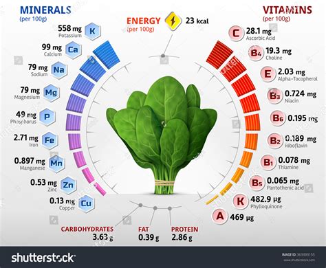 Vitamins Minerals Spinach Leaves Infographics About Stock Vector (Royalty Free) 363393155 ...