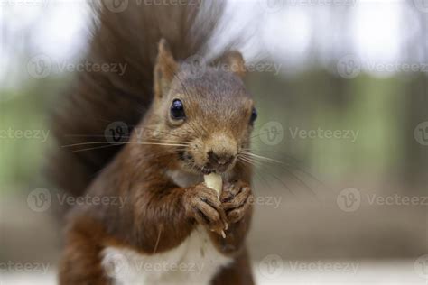 Squirrel eating peanuts 3054667 Stock Photo at Vecteezy