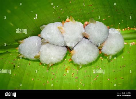 sleeping White Tent Bat or Honduran white bats (Ectophylla alba), also ...