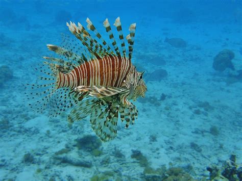 Pterois volitans Underwater Fish, N21, Living Room Decor, Wildlife, Portraits, Pets, Animals ...