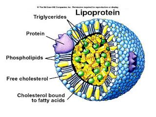 Lipoproteins