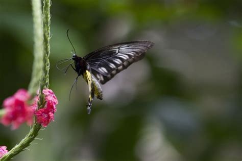 The Wildlife of Borneo - A Photo Essay - Reflections Enroute