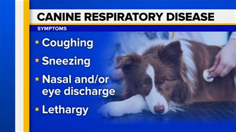 What you should know about the respiratory illness affecting dogs - ABC7 New York