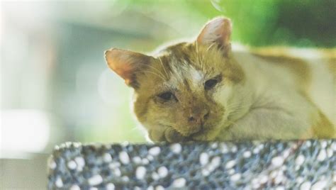 Dementia In Cats (Cognitive Dysfunction Syndrome): Symptoms, Causes, & Treatments - CatTime