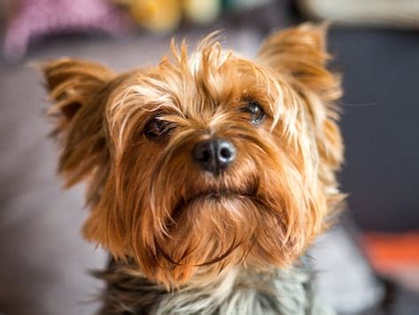 Liver Shunts in Dogs: What You Need to Know | PetMD