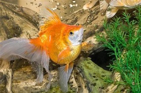 Why Does the Water Turn Yellow in a Fish Aquarium? - Pets